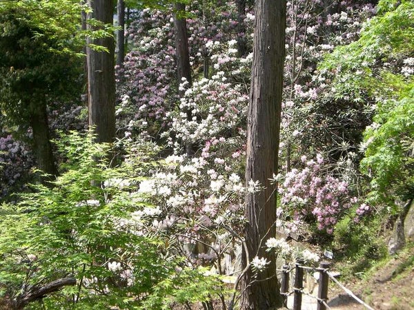 【宇部新川・小野田・厚狭発】十可苑一般開放と古湯温泉ONCRIで過ごす優雅な休日 日帰り3